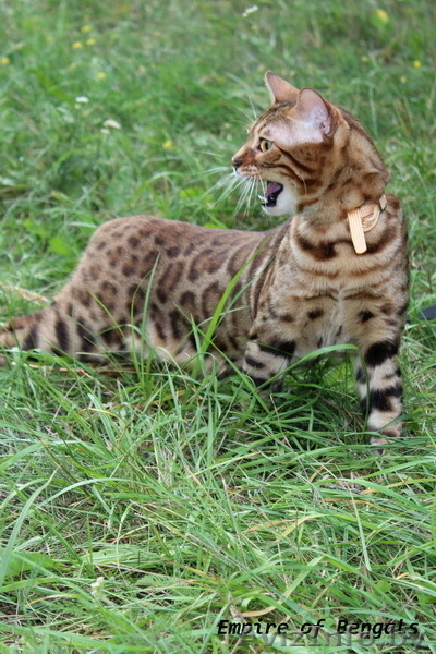 Бенгальский кот приглашает на вязку минск - Изображение #3, Объявление #1029795