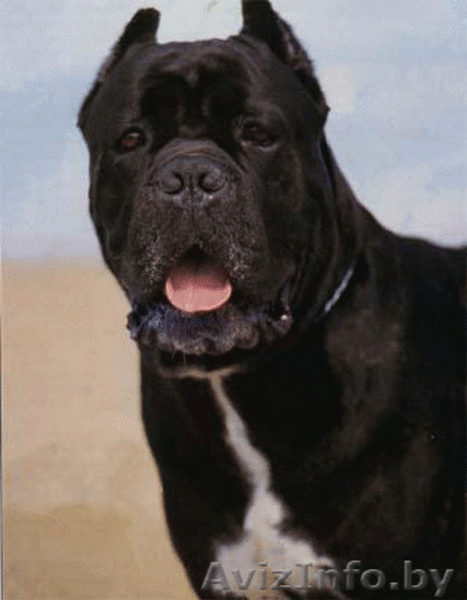 Шикарные тигровые щенки кане корсл - Изображение #1, Объявление #1019415