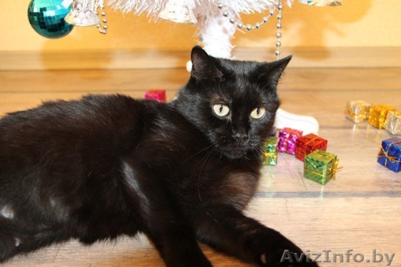 Фиона-шоколадная красавица! - Изображение #4, Объявление #1008951