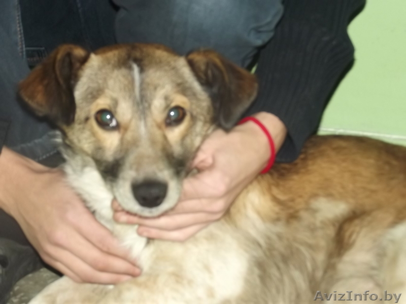 СОС! ребенок погибает на улице, не понимает что нельзя прыгать под машины - Изображение #2, Объявление #1016901