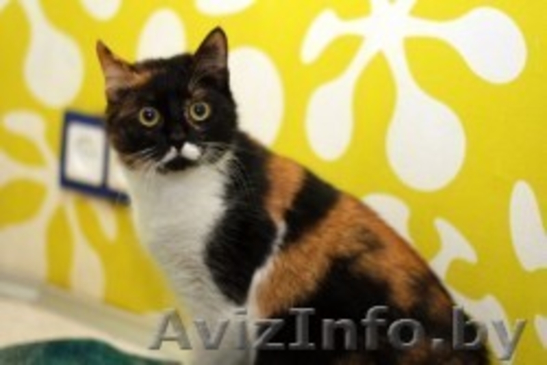 ГЕРМИОНА - красавица в сочных тонах - Изображение #1, Объявление #1027617