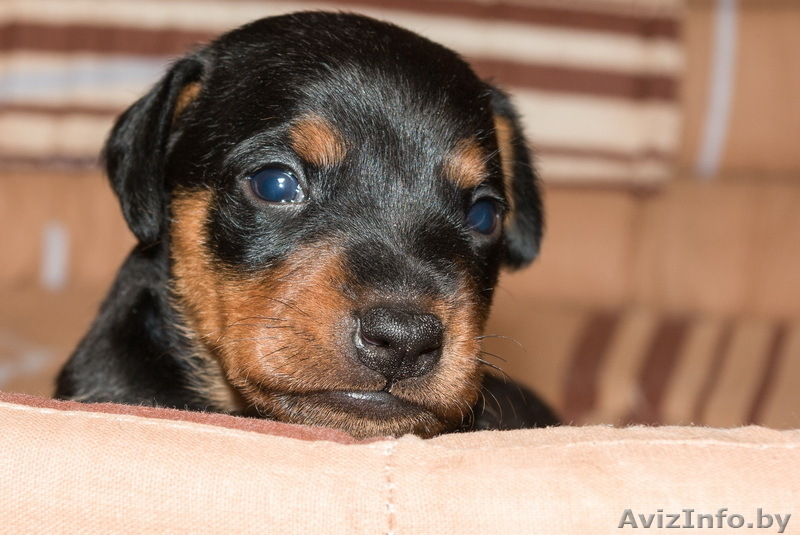 Цвергпинчер. Породные щенки от Лаки Шарм (пинчер). - Изображение #8, Объявление #736490
