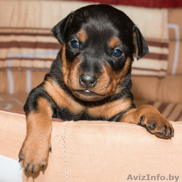 Цвергпинчер. Породные щенки от Лаки Шарм (пинчер). - Изображение #6, Объявление #736490