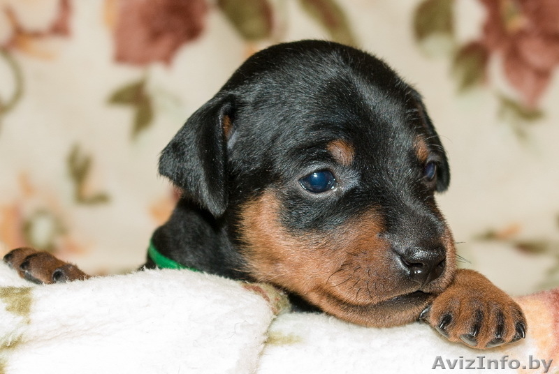 Цвергпинчер. Породные щенки от Лаки Шарм (пинчер). - Изображение #5, Объявление #736490