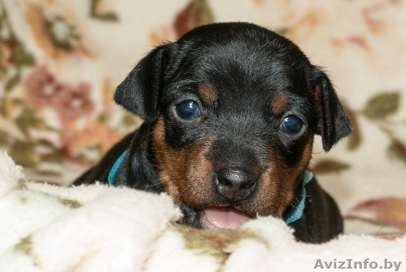 Цвергпинчер. Породные щенки от Лаки Шарм (пинчер). - Изображение #4, Объявление #736490