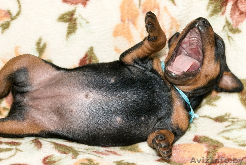 Цвергпинчер. Породные щенки от Лаки Шарм (пинчер). - Изображение #3, Объявление #736490