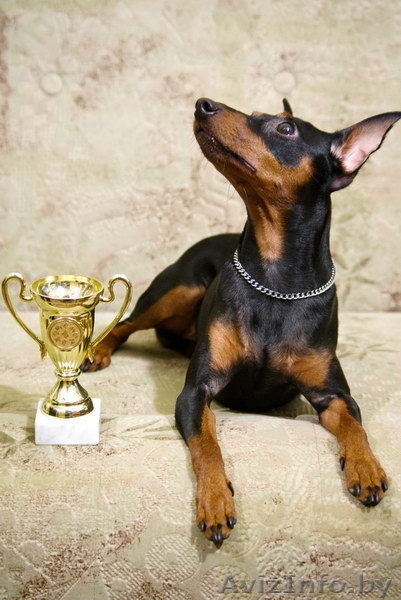 Цвергпинчер. Породные щенки от Лаки Шарм (пинчер). - Изображение #9, Объявление #736490