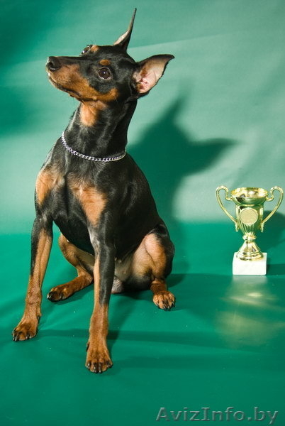 Цвергпинчер. Породные щенки от Лаки Шарм (пинчер). - Изображение #10, Объявление #736490