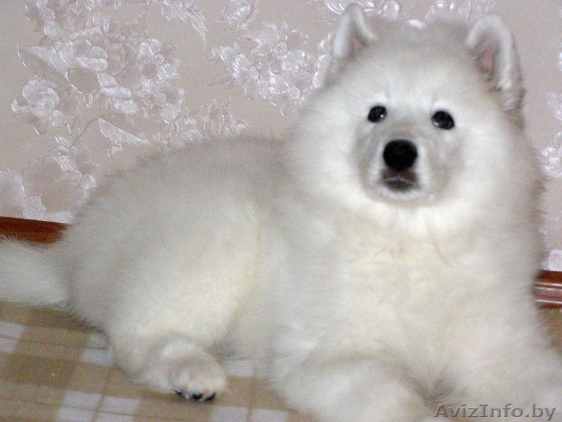 Продаю щенка самоеда (самоедской собаки) - Изображение #1, Объявление #994589