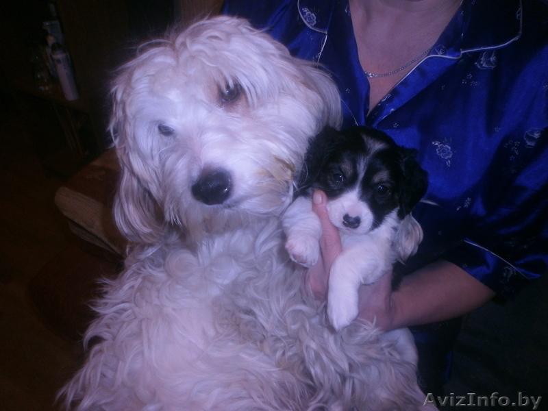 Щенок - девочка ищет дом! - Изображение #1, Объявление #1028191