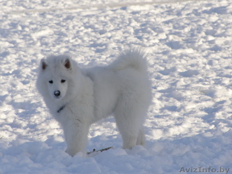 Продаю щенка самоеда (самоедской собаки) - Изображение #2, Объявление #994589