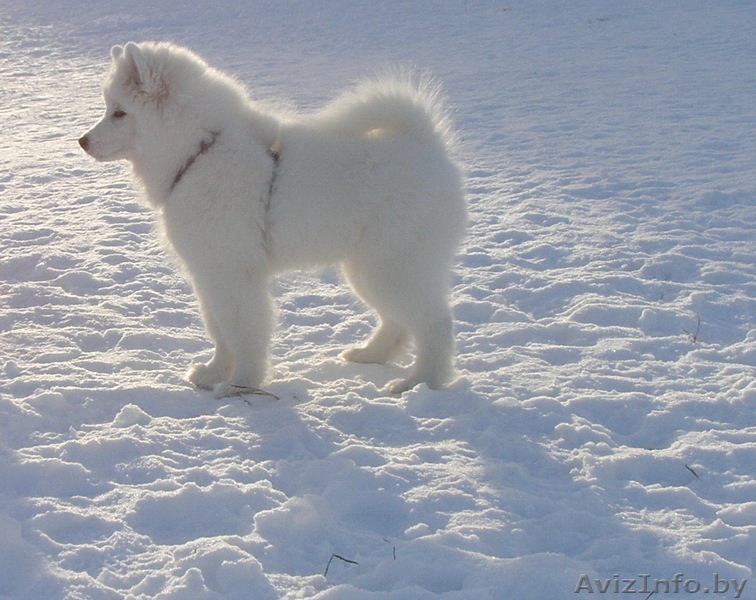 Продаю щенка самоеда (самоедской собаки) - Изображение #3, Объявление #994589