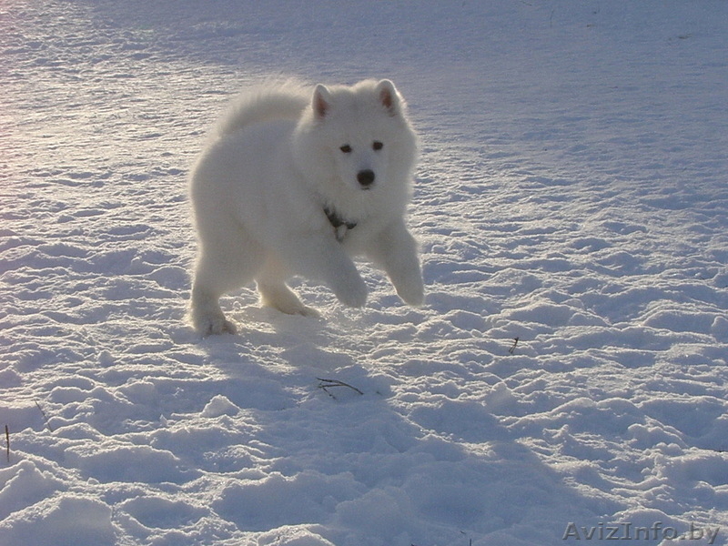 Продаю щенка самоеда (самоедской собаки) - Изображение #4, Объявление #994589