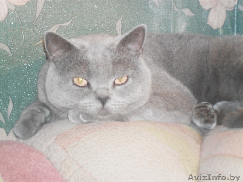 породистый британчик - Изображение #2, Объявление #1022940