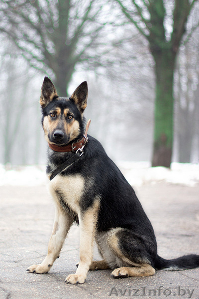 Красавица Наоми в добрые руки - Изображение #4, Объявление #1042306