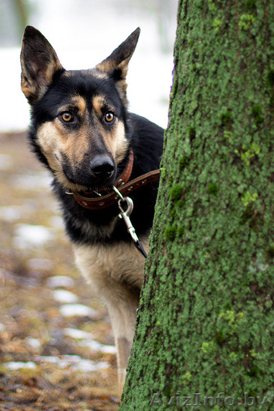 Красавица Наоми в добрые руки - Изображение #3, Объявление #1042306