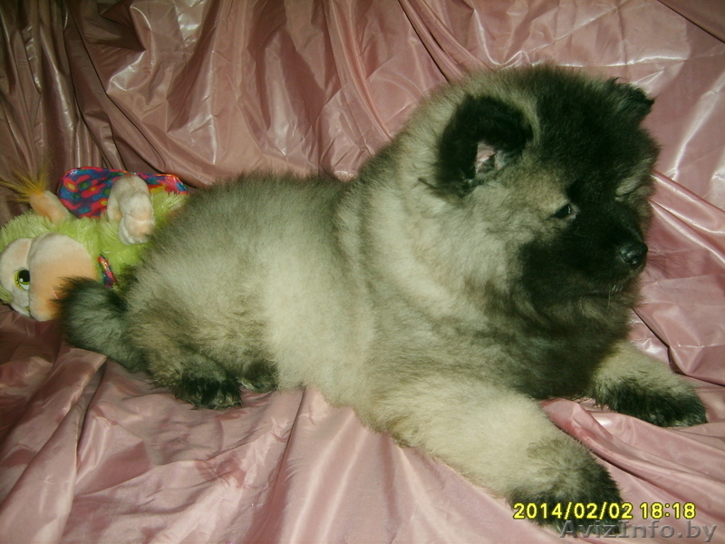 щенки кеесхонда(вольфшпиц) - Изображение #2, Объявление #1035996