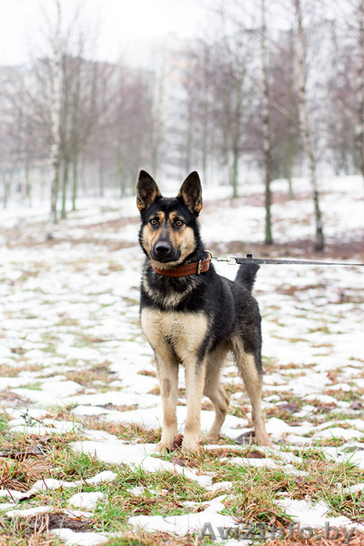 Красавица Наоми в добрые руки - Изображение #5, Объявление #1042306