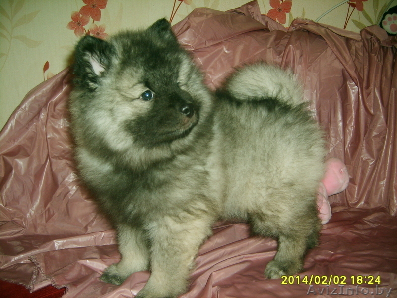 щенки кеесхонда(вольфшпиц) - Изображение #3, Объявление #1035996