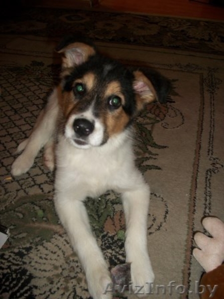 Найда в самые хорошие ручки - Изображение #2, Объявление #1041927