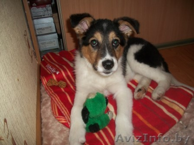 Найда в самые хорошие ручки - Изображение #1, Объявление #1041927