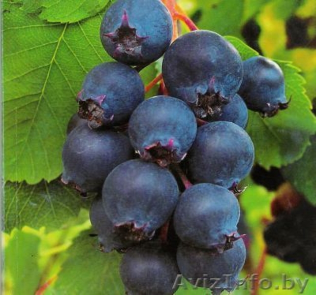 Жимолость садовая, Ирга канадская - Изображение #5, Объявление #1031219