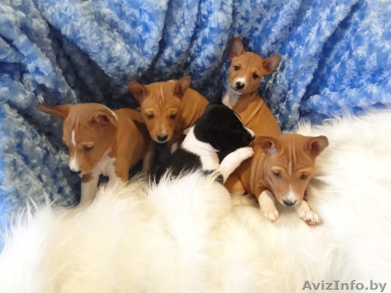 Продаются щенки БАСЕНДЖИ - Изображение #1, Объявление #1036020