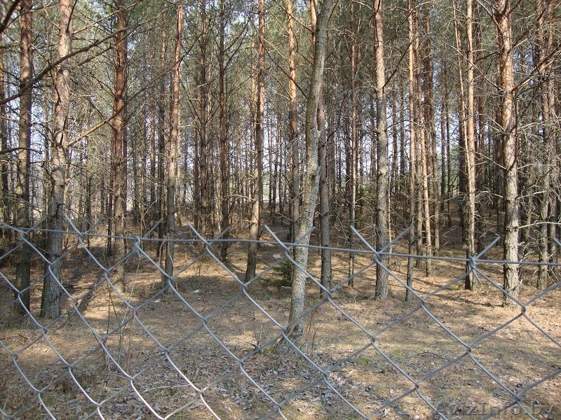 Усадьба в Налибокской пуще, 50км от МКАД - Изображение #7, Объявление #1033165