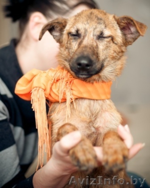 Гаврюша милый щенок в дар - Изображение #6, Объявление #1042302