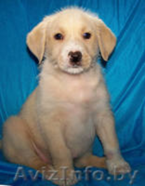 Чудные щеночки в дар - Изображение #3, Объявление #1044266