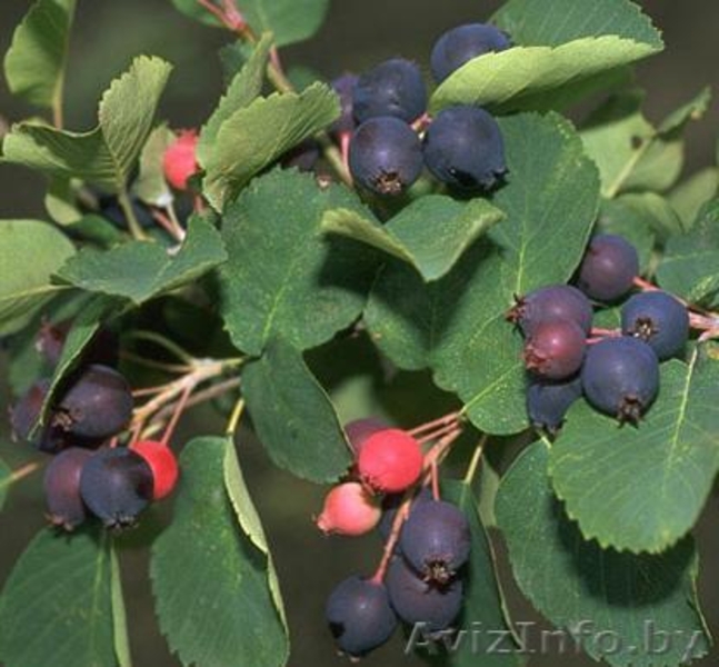 Жимолость садовая, Ирга канадская - Изображение #7, Объявление #1031219