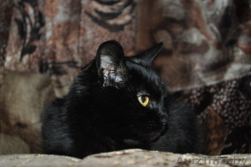 ЭЛИС ОЧЕНЬ ХОЧЕТ НАЙТИ СВОЙ ДОМ - Изображение #2, Объявление #1039760