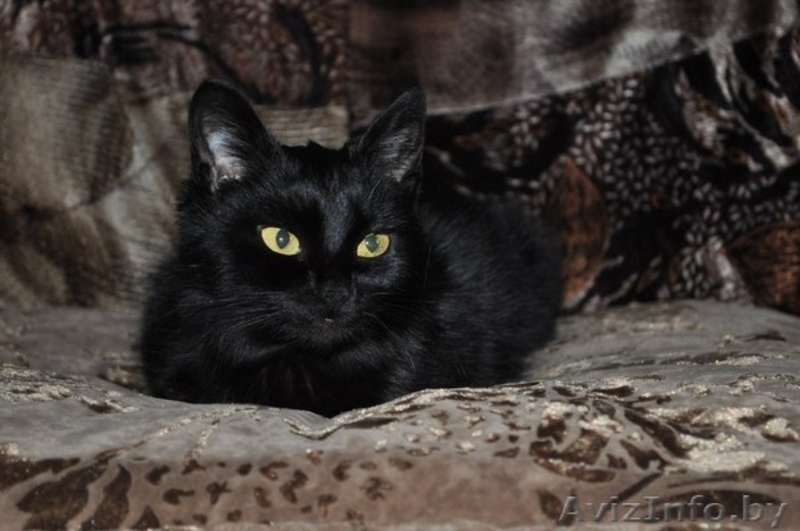 ЭЛИС ОЧЕНЬ ХОЧЕТ НАЙТИ СВОЙ ДОМ - Изображение #3, Объявление #1039760