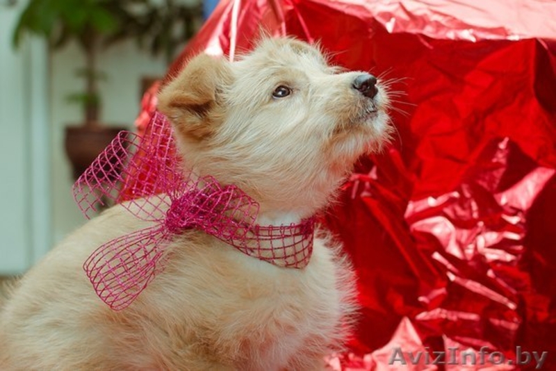 Щеночек Атос в дар!!! - Изображение #4, Объявление #1031733