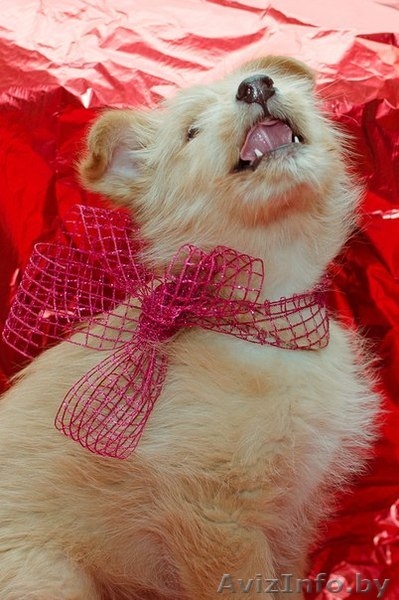 Щеночек Атос в дар!!! - Изображение #3, Объявление #1031733