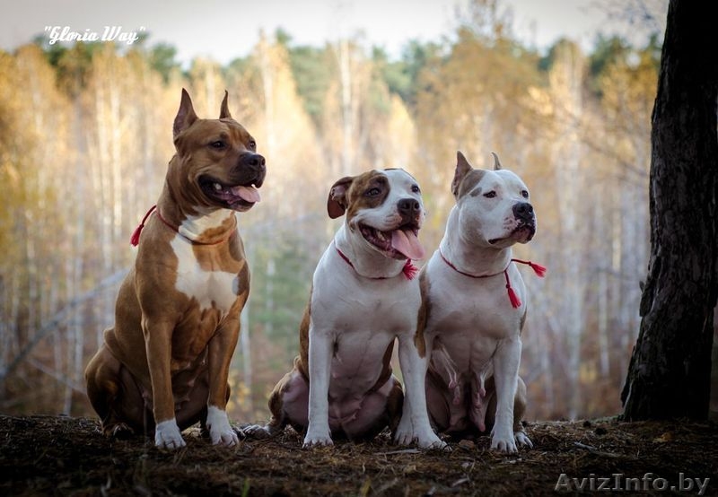 Американского Стаффордширского Терьера Девочки  - Изображение #1, Объявление #1046911