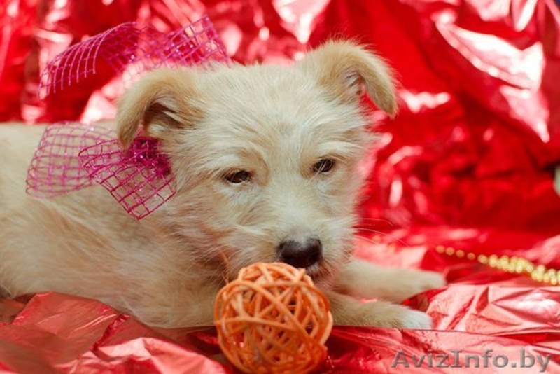 Щеночек Атос в дар!!! - Изображение #2, Объявление #1031733