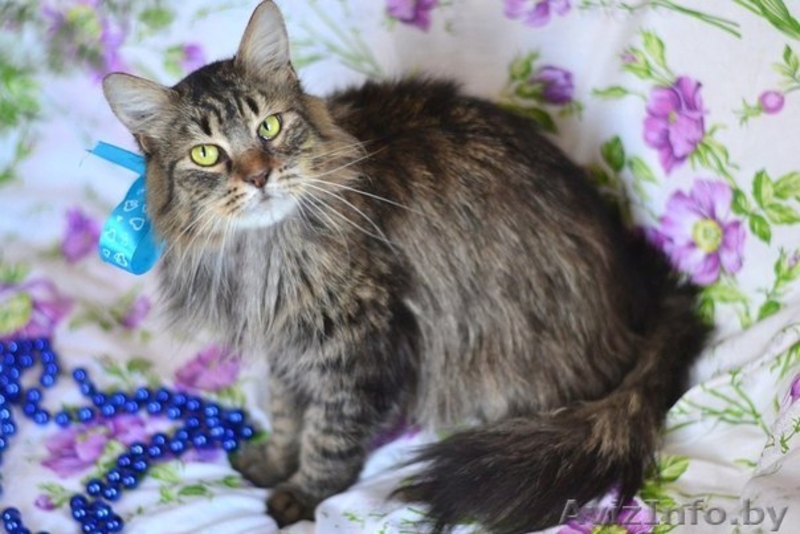 Шикарный молодой кот Феликс вдар!(кастрирован) - Изображение #1, Объявление #1044543