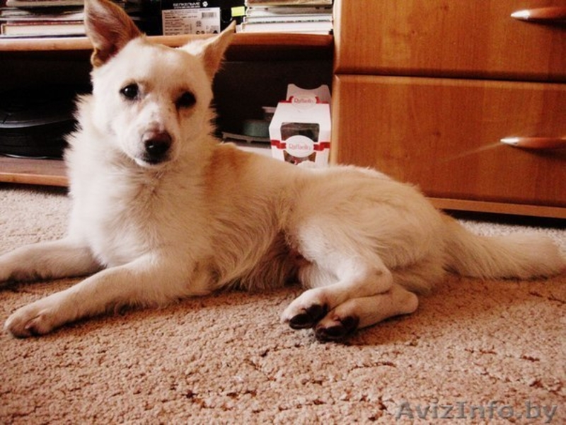 Обаятельный малыш в дар - Изображение #1, Объявление #1046544