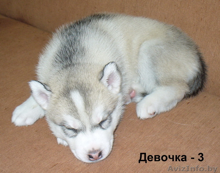 Сибирский Хаски Щенки - Изображение #4, Объявление #1040181