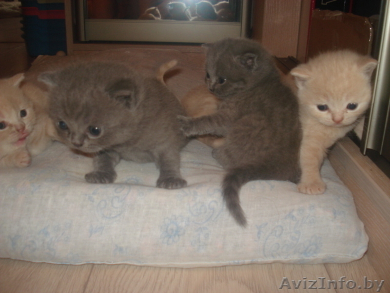 Британские короткошерстные котята-медвежата. - Изображение #1, Объявление #1042406