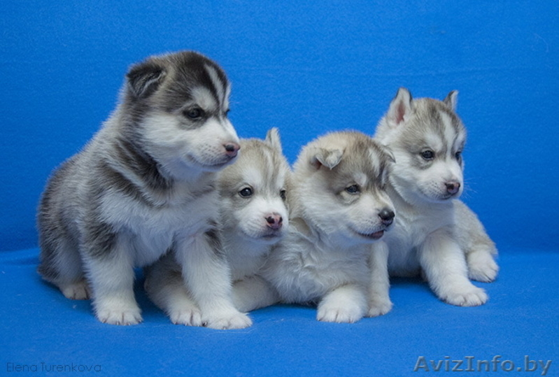 Щенки Сибирский Хаски - Изображение #2, Объявление #1044527