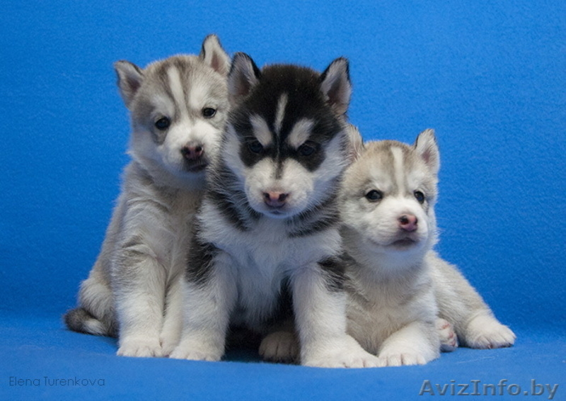 Щенки Сибирский Хаски - Изображение #1, Объявление #1044527