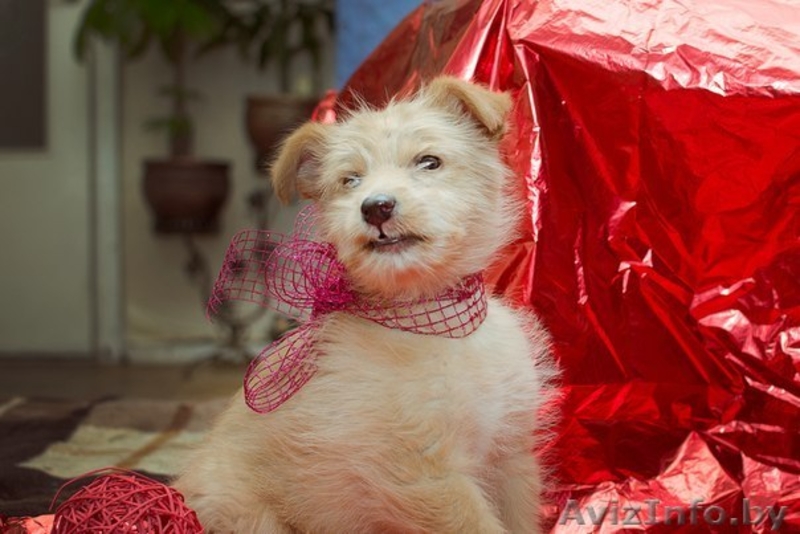 Щеночек Атос в дар!!! - Изображение #5, Объявление #1031733