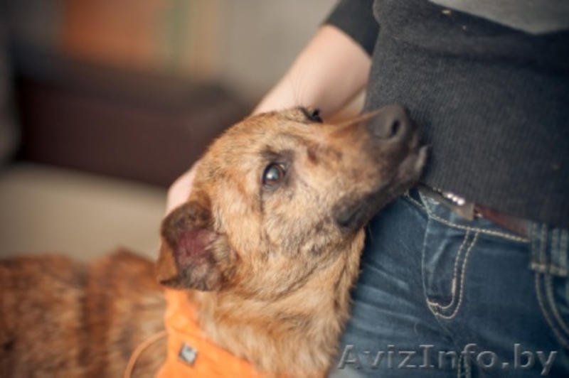 Гаврюша милый щенок в дар - Изображение #5, Объявление #1042302