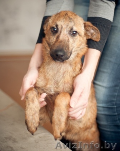 Гаврюша милый щенок в дар - Изображение #3, Объявление #1042302