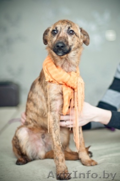 Гаврюша милый щенок в дар - Изображение #4, Объявление #1042302