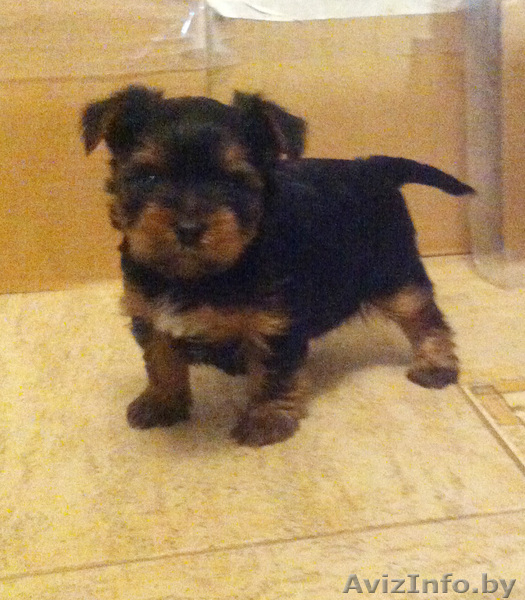 Срочно продаются щенки йоркширского терьера - Изображение #1, Объявление #1038360