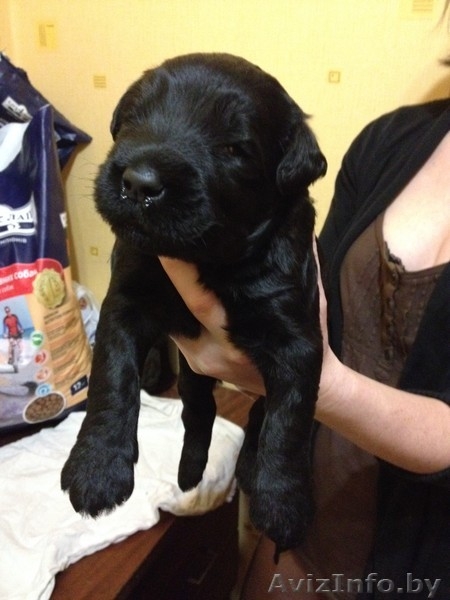 Щенки ризеншнауцера! - Изображение #3, Объявление #1036597