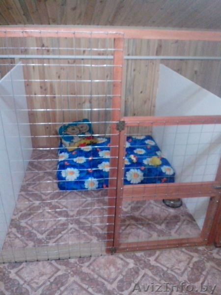 Гостиница для собак Floston-dog - Изображение #2, Объявление #1033586